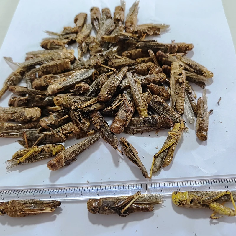 Excellent Insect Feed for Your Furry Friends. Abundant in Zinc. Improve Skin & Coat Health.Dried Grasshopper