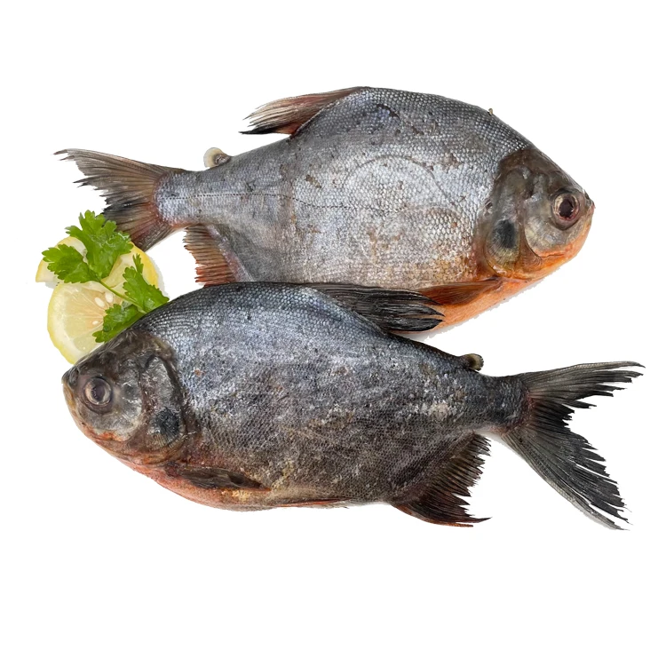 Frozen Whole Round Red Pomfret IQF Red Pacu Fish with Stable Supply