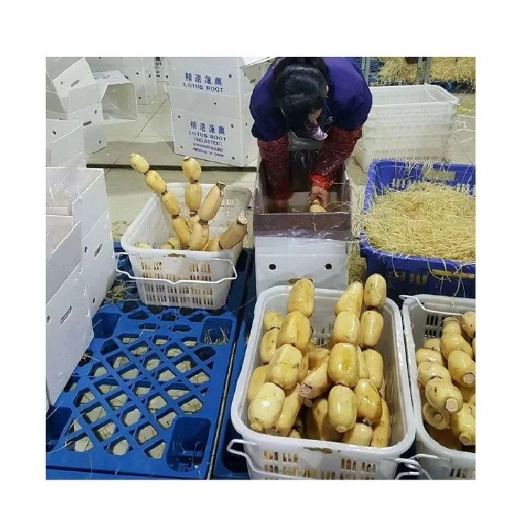 Sale New Crop of High Quality Chinese Fresh Lotus Root Prices Fresh Vegetable