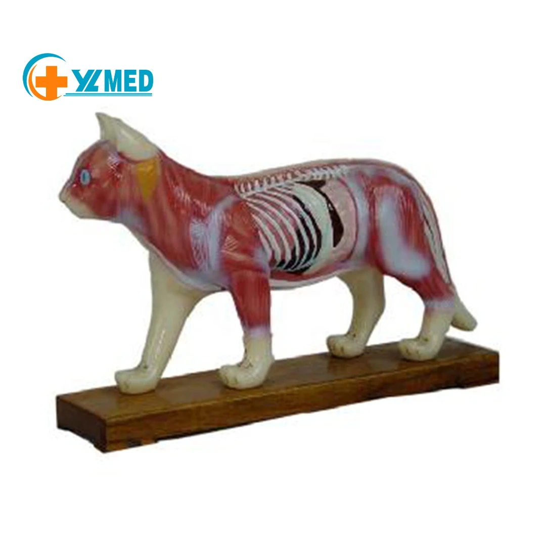PVC Cat Body Acupuncture Natural Size Animal Cat Anatomy Acupuncture Model for Medical Science