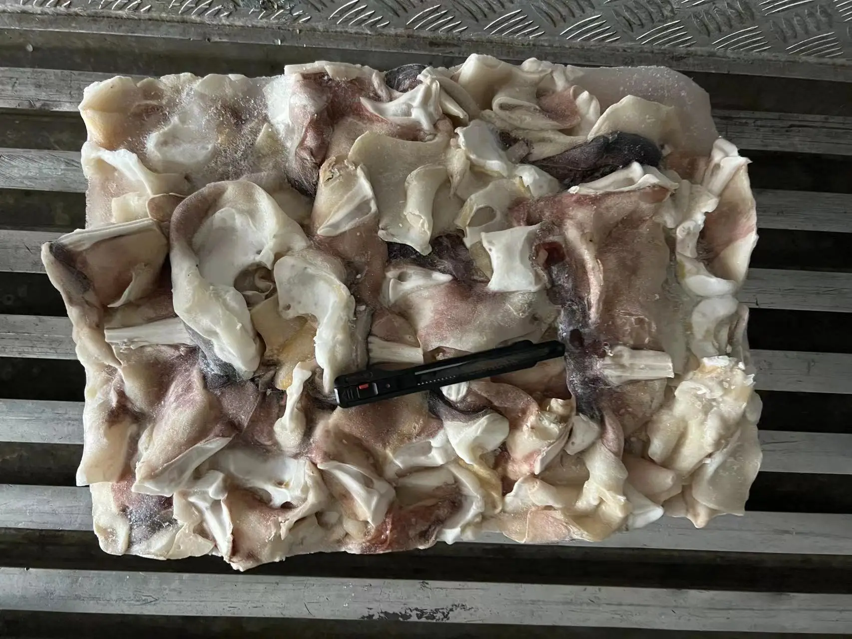 Frozen Cut Open Block Frozen Size 500 Giant Squid Neck for Thailand Market