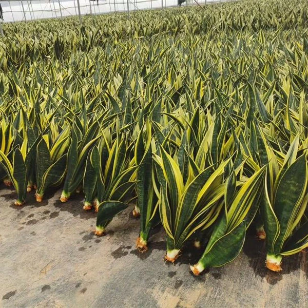 sansevieria snake plant golden flame bare root