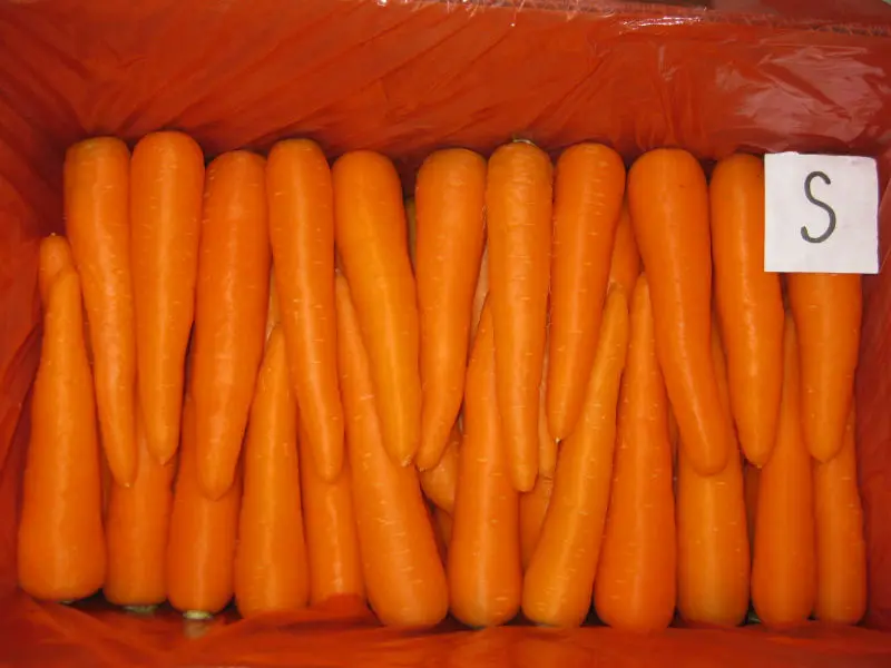 Fresh Carrots Good  Price Shandong China 316 carrots