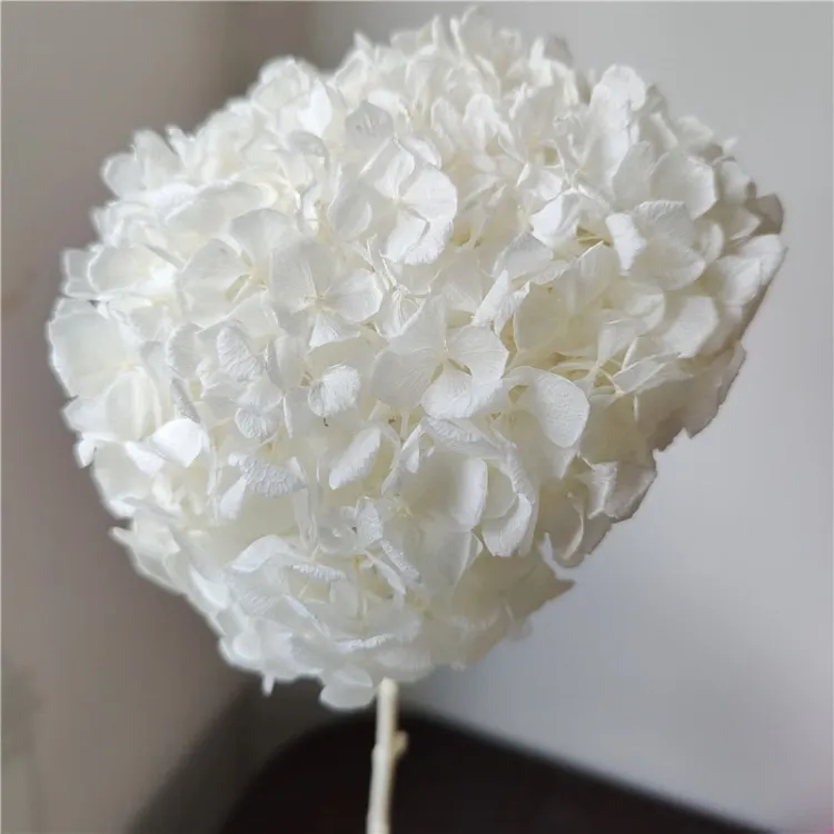 Home decoration of preserved Hydrangea with stem Big leaf Natural flowers Long term preservation