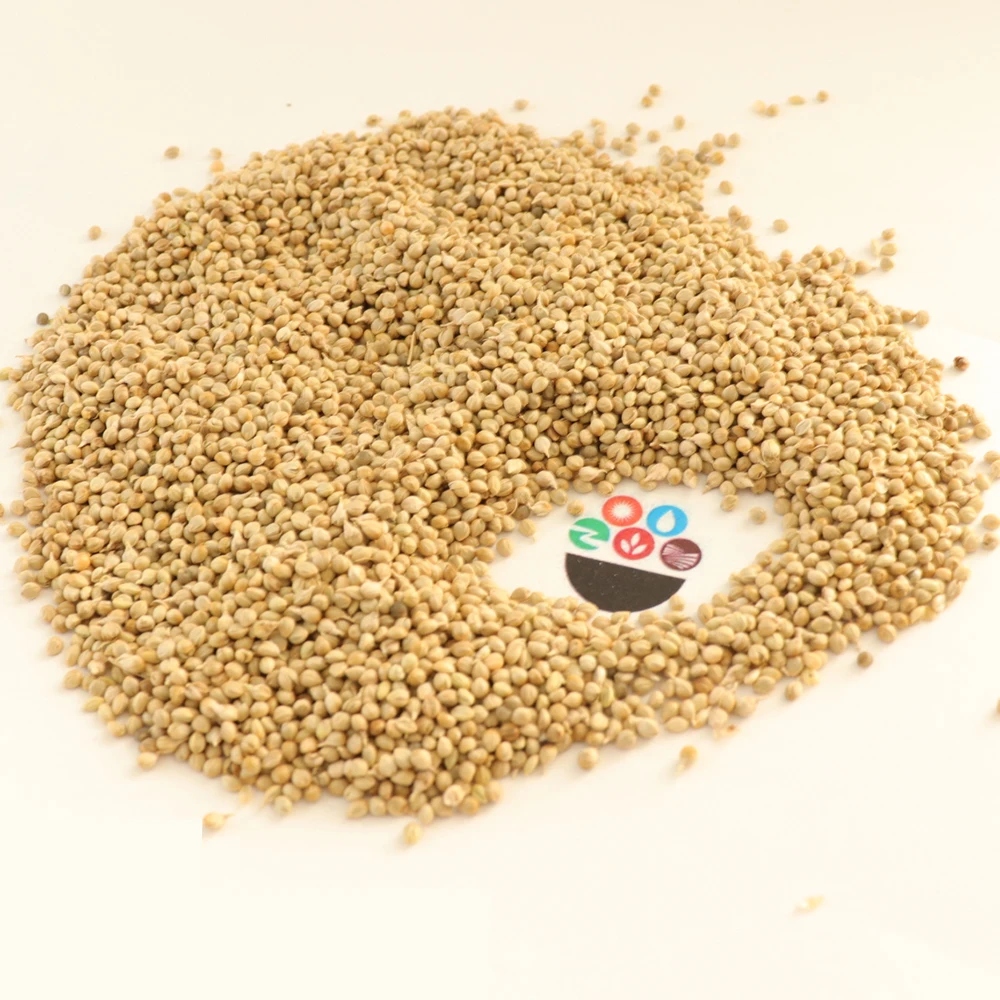 Wholesale Dried Hulled And Unhulled Green Millet Bajra Green Millet