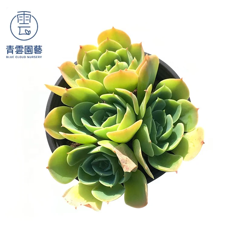 
wholesale live cactus plants natural korean succulents 