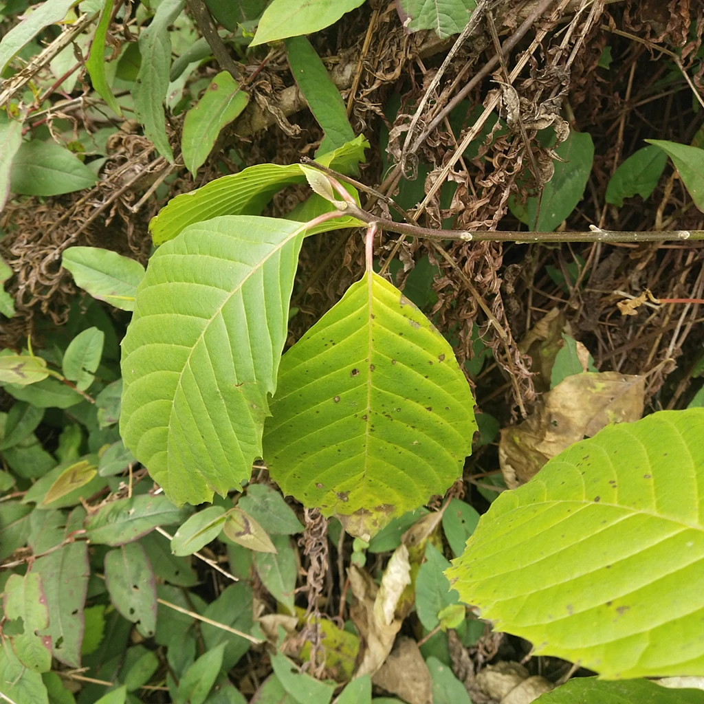 Xi shu guo натуральный сушеный фрукт Camptothecae Acuminatae Camptotheca acuminata семена счастливого дерева для продажи