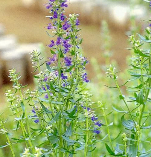 Натуральный высококачественный препарат Hyssopus officinalis новый сырой сушеный чай