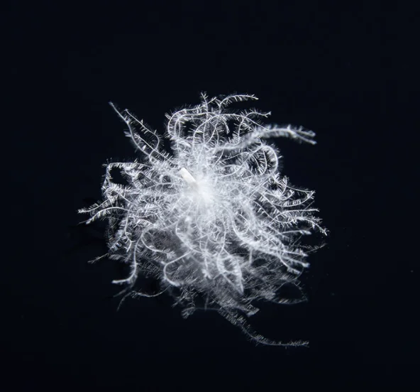 Pure Washed White Goose Duck Down Raw Materials Feather for Down Jacket