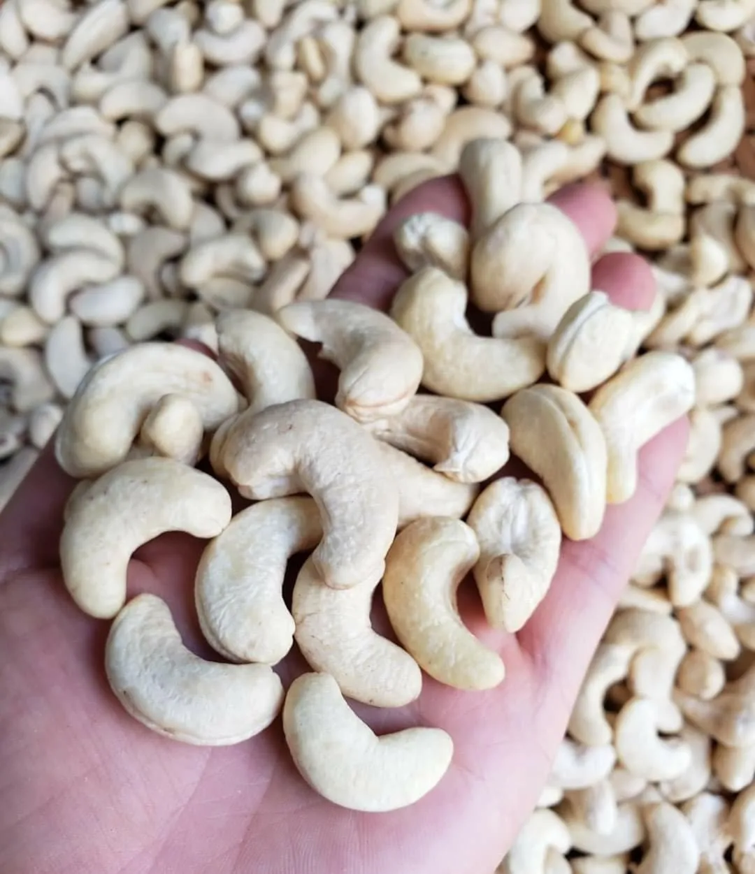 Raw WS Cashew Nut - Best Selling Cheap Price WS240 WS320 Raw Cashew Nuts from Viet Nam