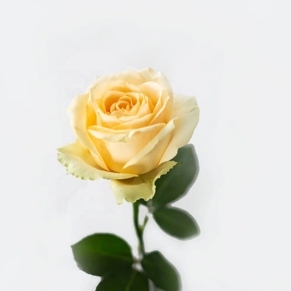 China Wholesale Long Stem Natural Bulk Fresh Cut Flowers Roses for Wedding Decoration