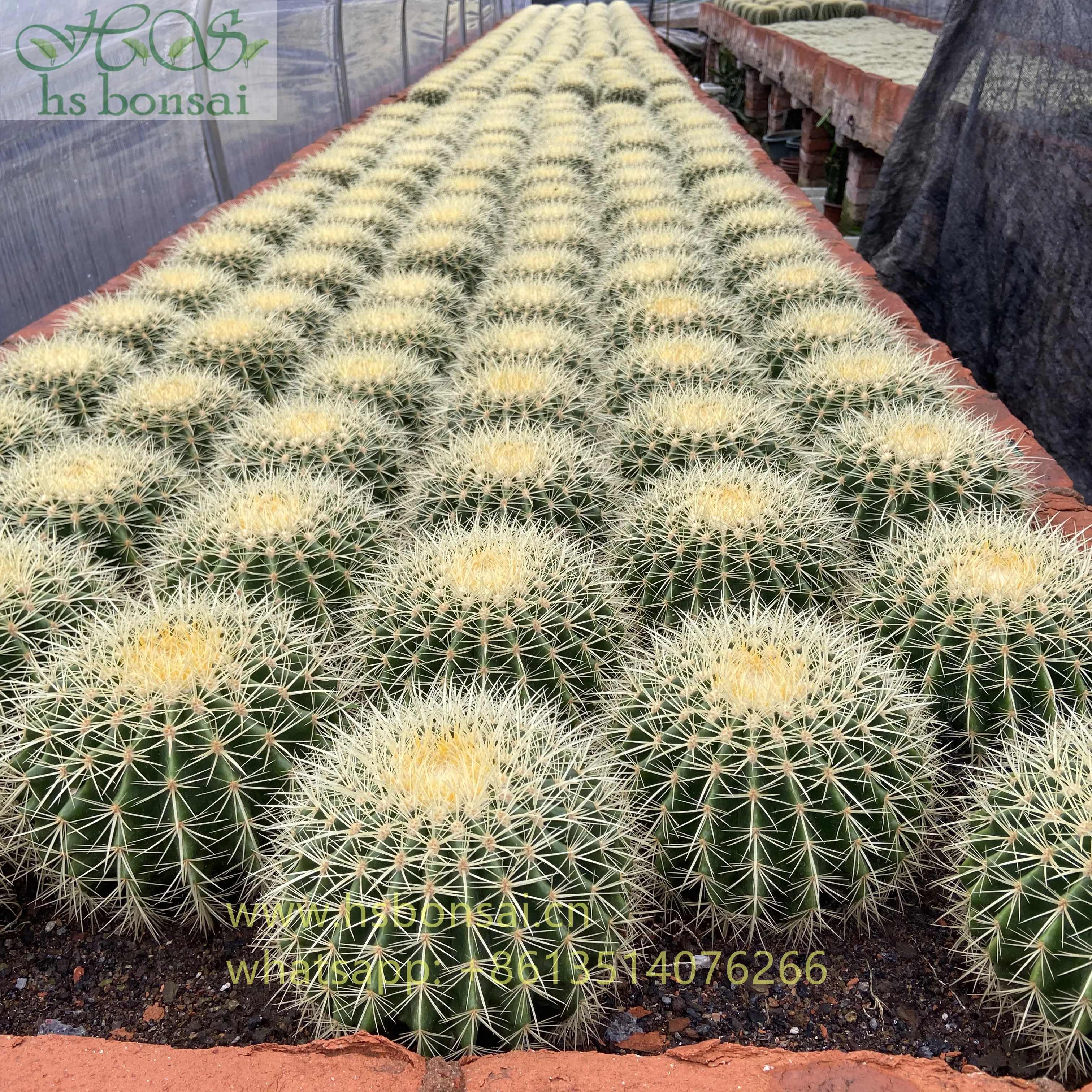 New type top sale green plant with pot plant greens for home garden decoration cactus Echinocactus grusonii