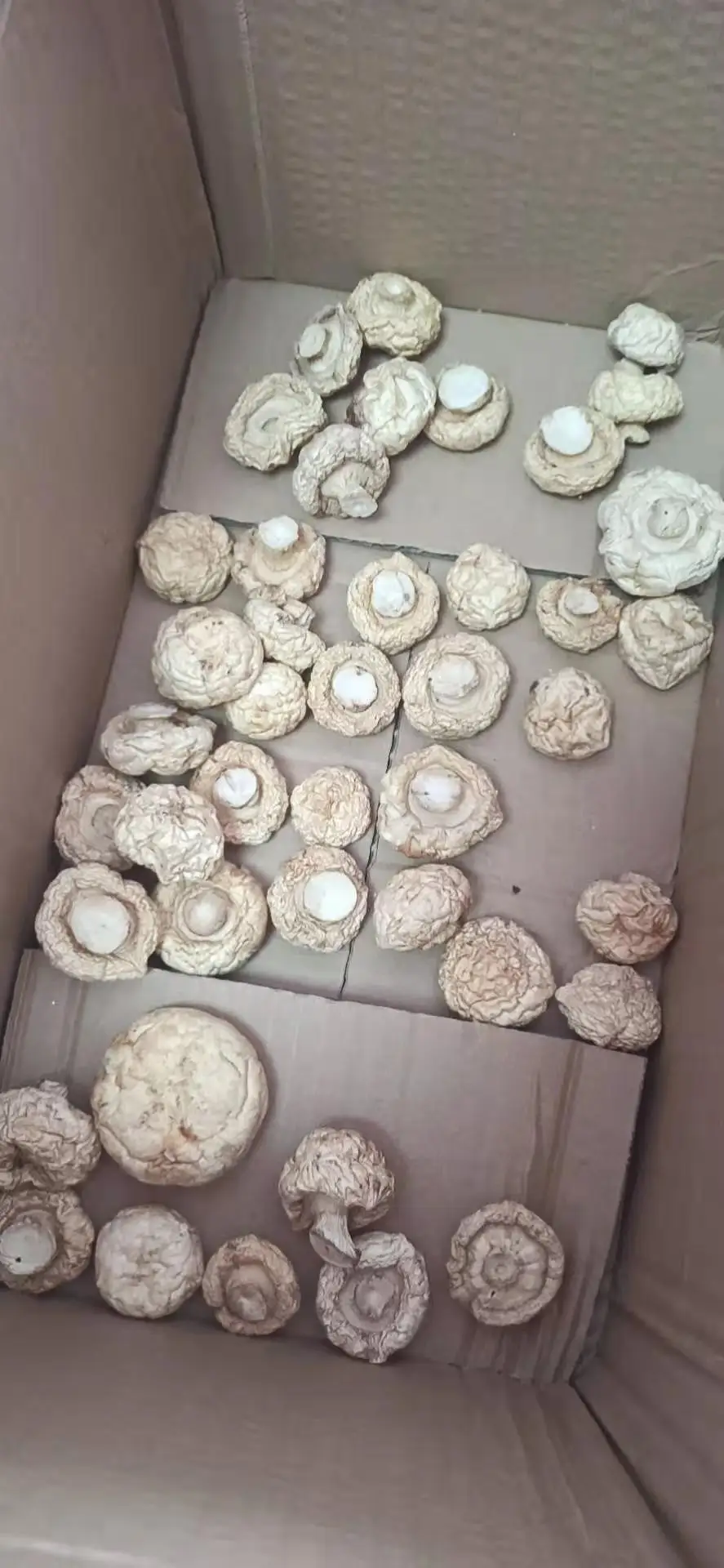 China  dried White button Mushrooms  Raw Origin Type Life Dried BRC Product Place HACCP Source