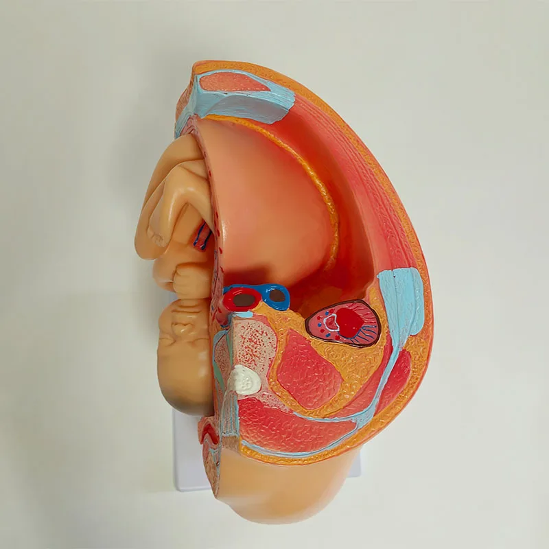 Nine-month fetal model with pregnancy in pelvis Childbirth model