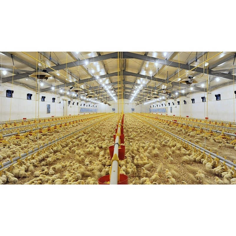 metal frame poultry house building steel structure chicken farm construction