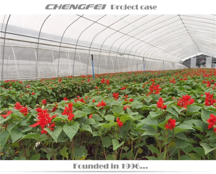 Commercial single span plastic film vegetable tomato strawberry flower price tunnel greenhouse for sale
