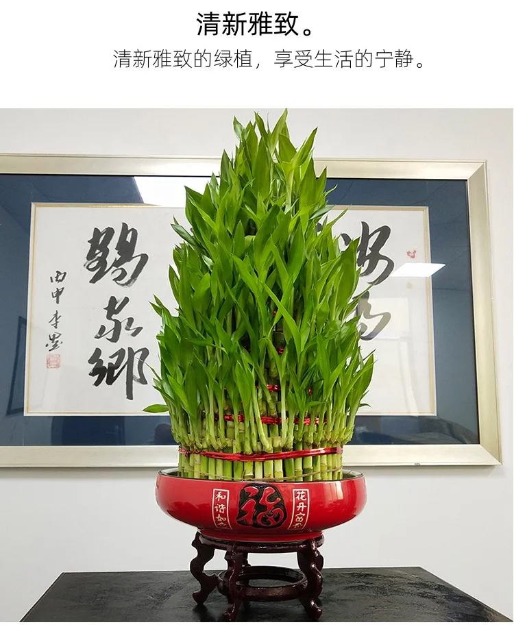 
lucky bamboo indoor decoration lucky bamboo plant in home and lucky bamboo wholesale garden plants/Dracaena 