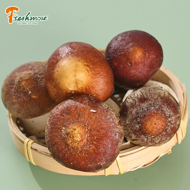 China Finc butan fresh Matsutake pine rare edible mushroom well price