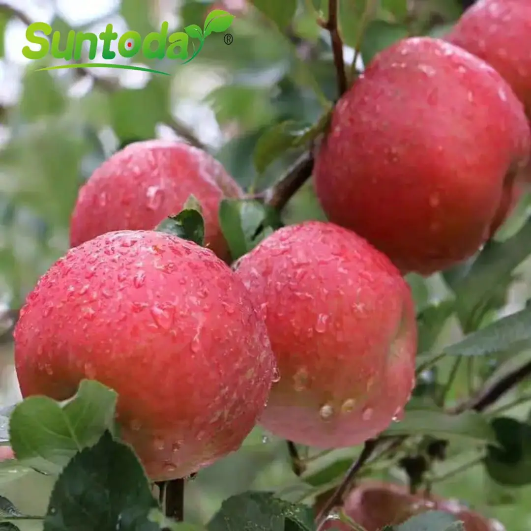 
suntoday fresh fuji apple / golden apple 