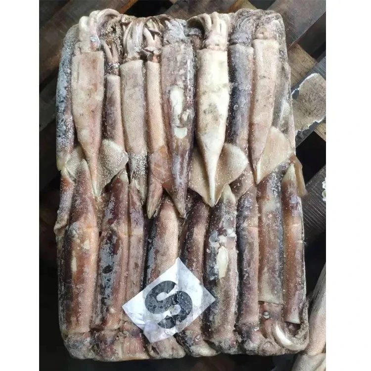 Recommend Wholesale High Quality Good Price Fresh Frozen Illex Squid With High Popularity