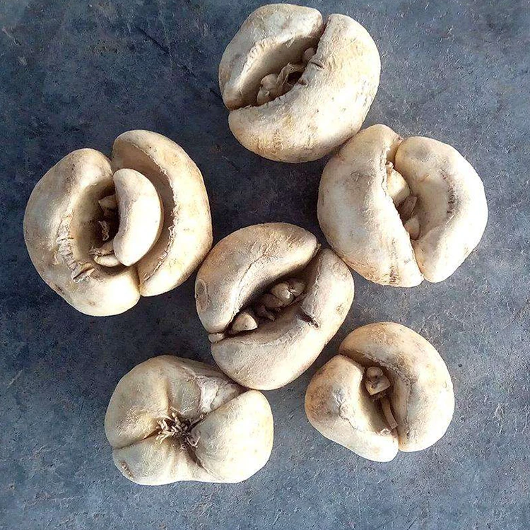 
Factory direct sales thunberg fritillary clearing away heat dried fritillaria 