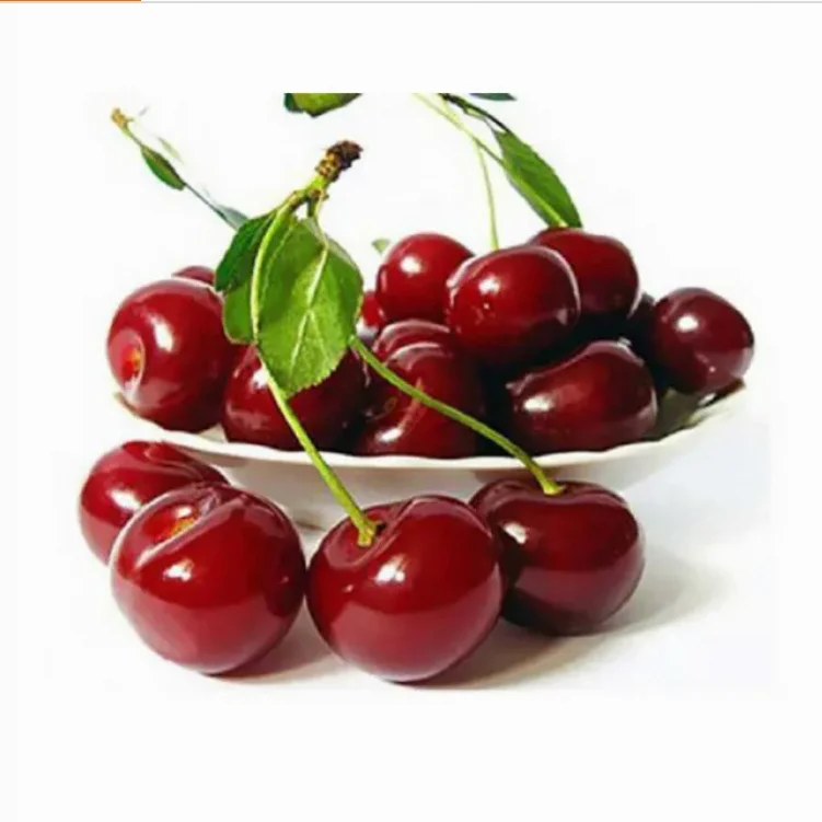 Sweet And Juicy Fresh Cherries Fruits Fresh Dark Red Cherries For Sale