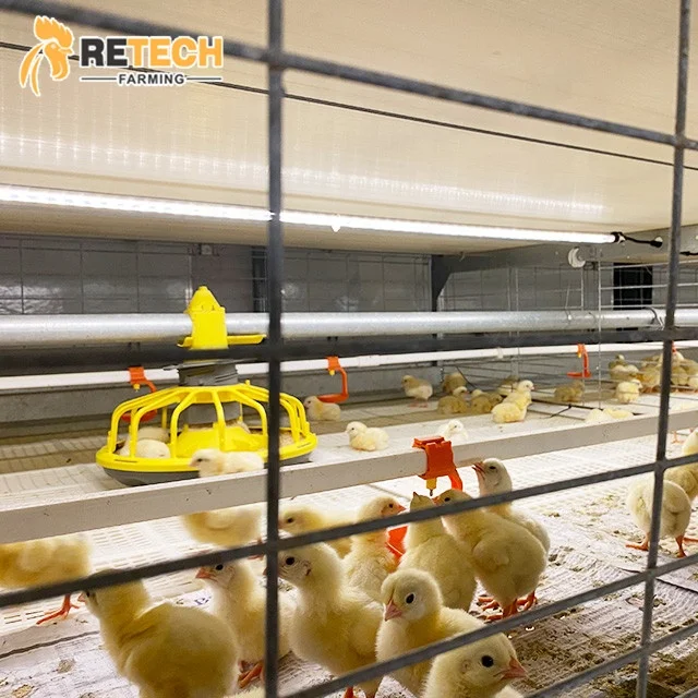 Automatic Poultry Farm Equipment Battery Cage for Broiler