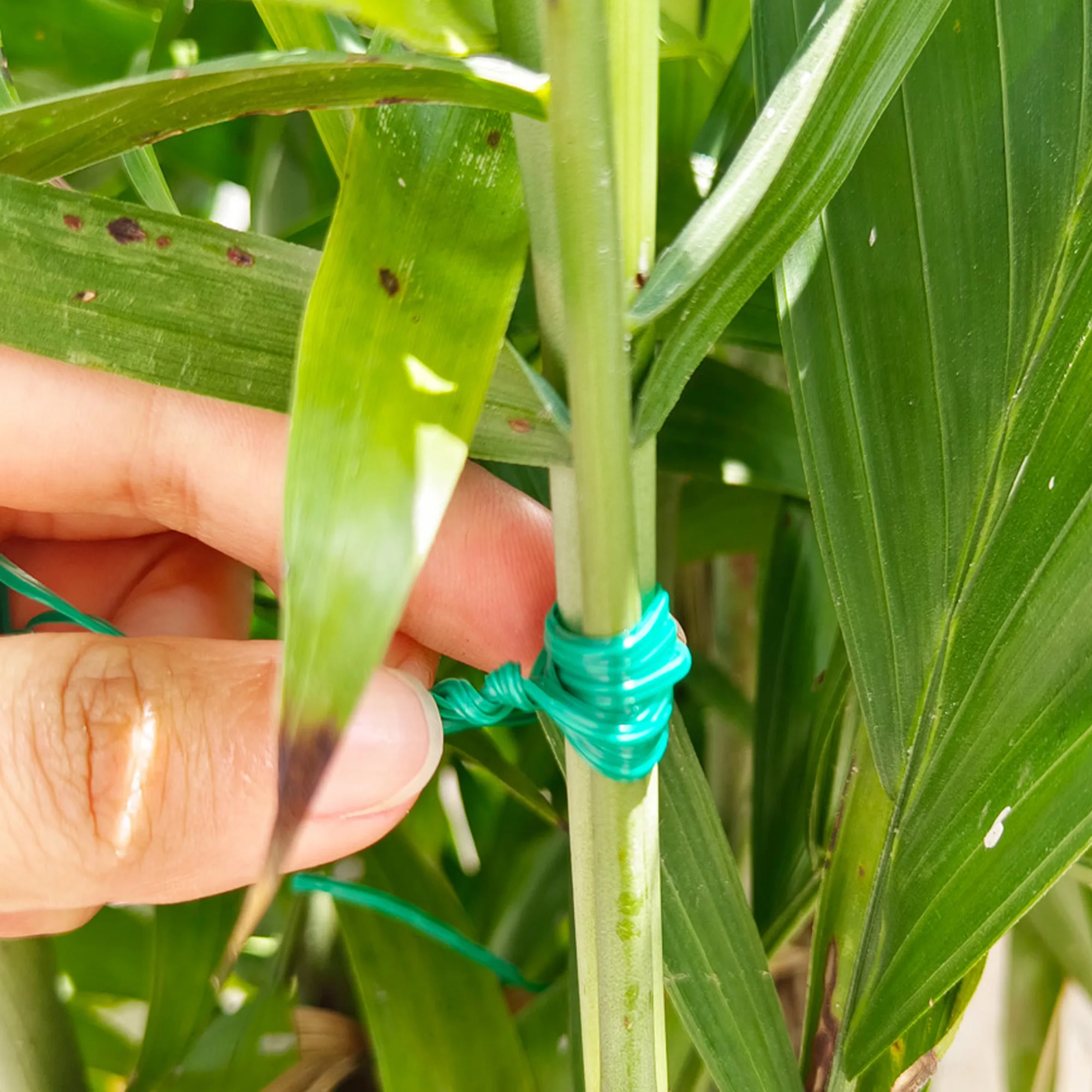 Supplies Gardening Wire Cutter Cable Tie Plastic Coated Garden Plant Twist Wire Ties