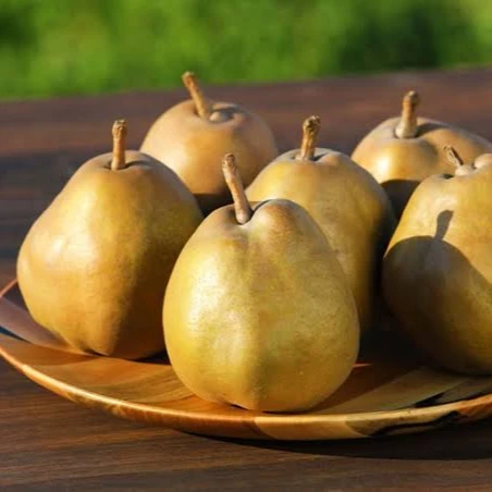 
High quality Japan Fresh Pear Fresh fruit For Wholesale 