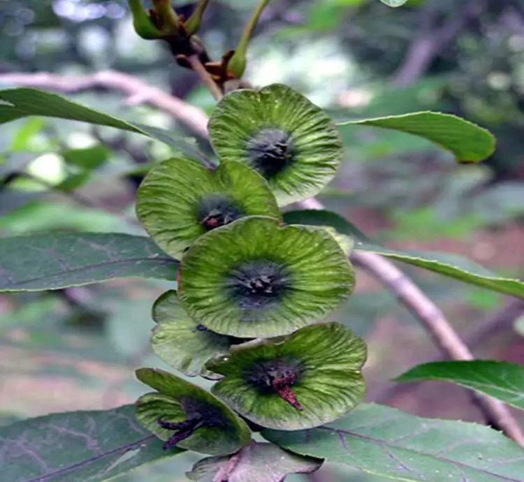 
Money Willow Ornamental Fall Blood Sugar Tea Cyclocarya Paliurus Tree PlantSeeds 