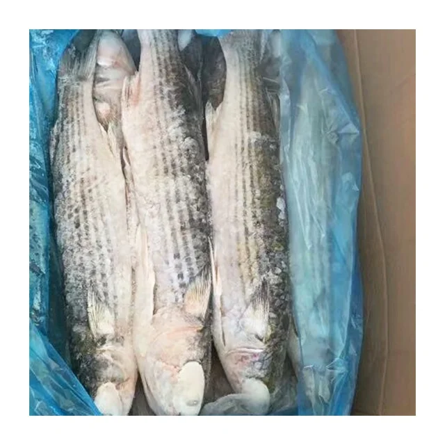 frozen fish seafood grey mullet