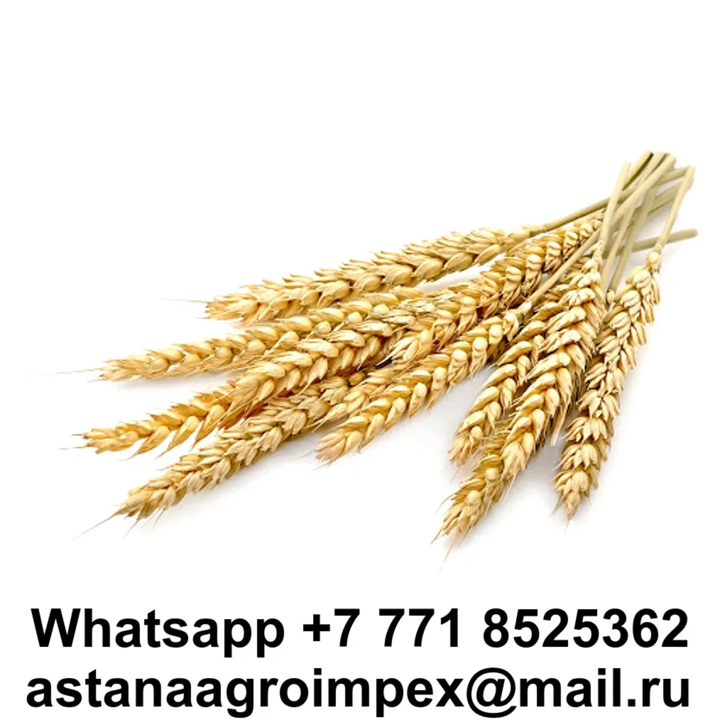 
Barley grain (class 2) from Kazakhstan 