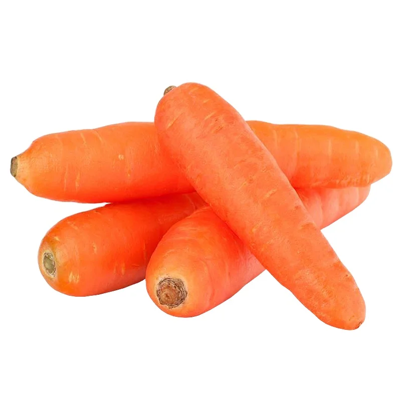 China Export Manufacturer Supply Fresh Vegetables Carrot Fresh Carrots