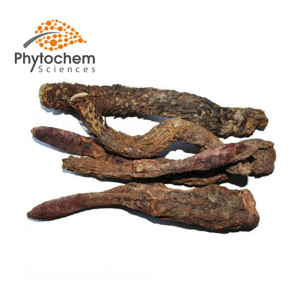 Pure Natural Echinacoside Verbascoside Cistanche Cistanche Tubulosa Extract Tubulosa Extract cistanche extract