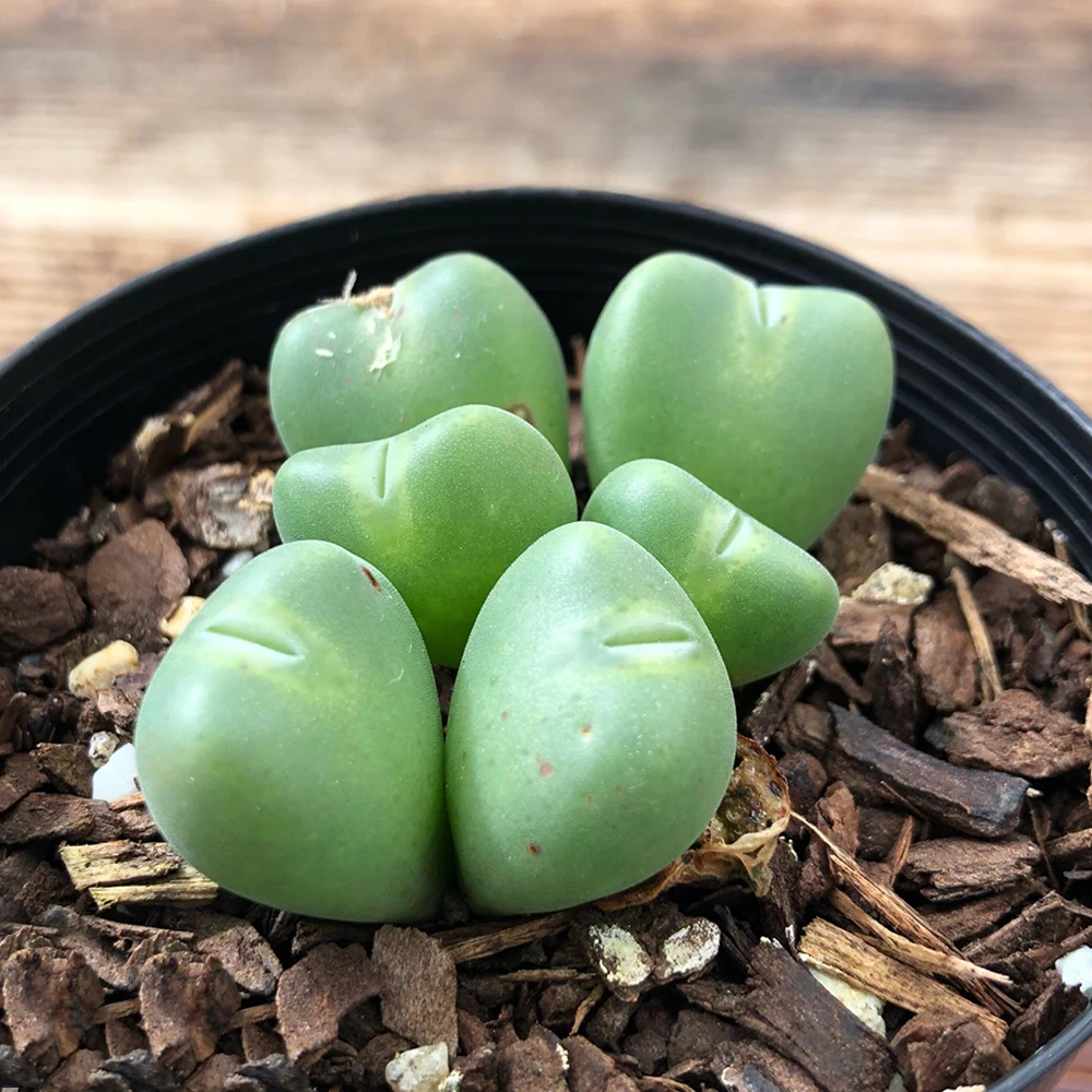Wholesale plant farm real succulent plants living stones Conophytum cinereo viride for plantes