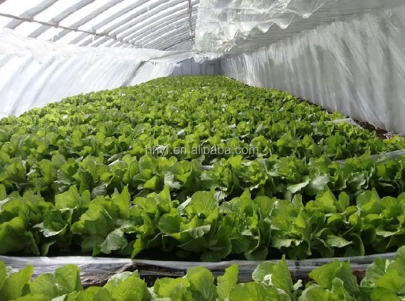 Bags Grapes Fruit Cover Protection Plastic Bag Anti UV Low Cost Wholesale for Vegetable 50mic in Stock Single Span Tunnel