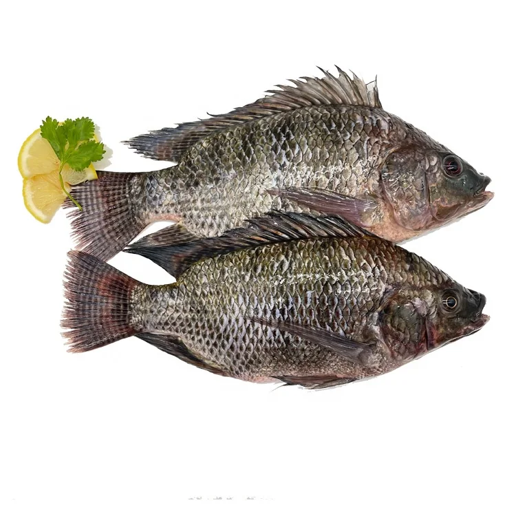 Aquaculture Manufacture of Gutted and Scaled Dried Tilapia Fish