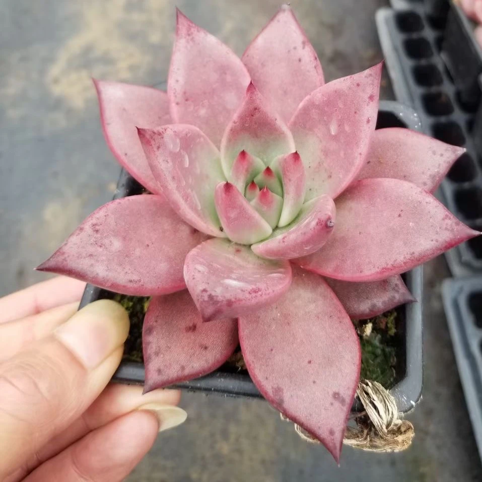 Живое растение Echeveria Romeo MT 002, корейские суккуленты, комнатное декоративное садоводство, Цветочный бонсай, комнатное растение, древесное растение