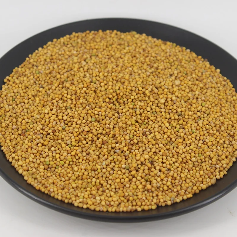 High Quality Dried Pure Yellow Mustard Seed for Sale