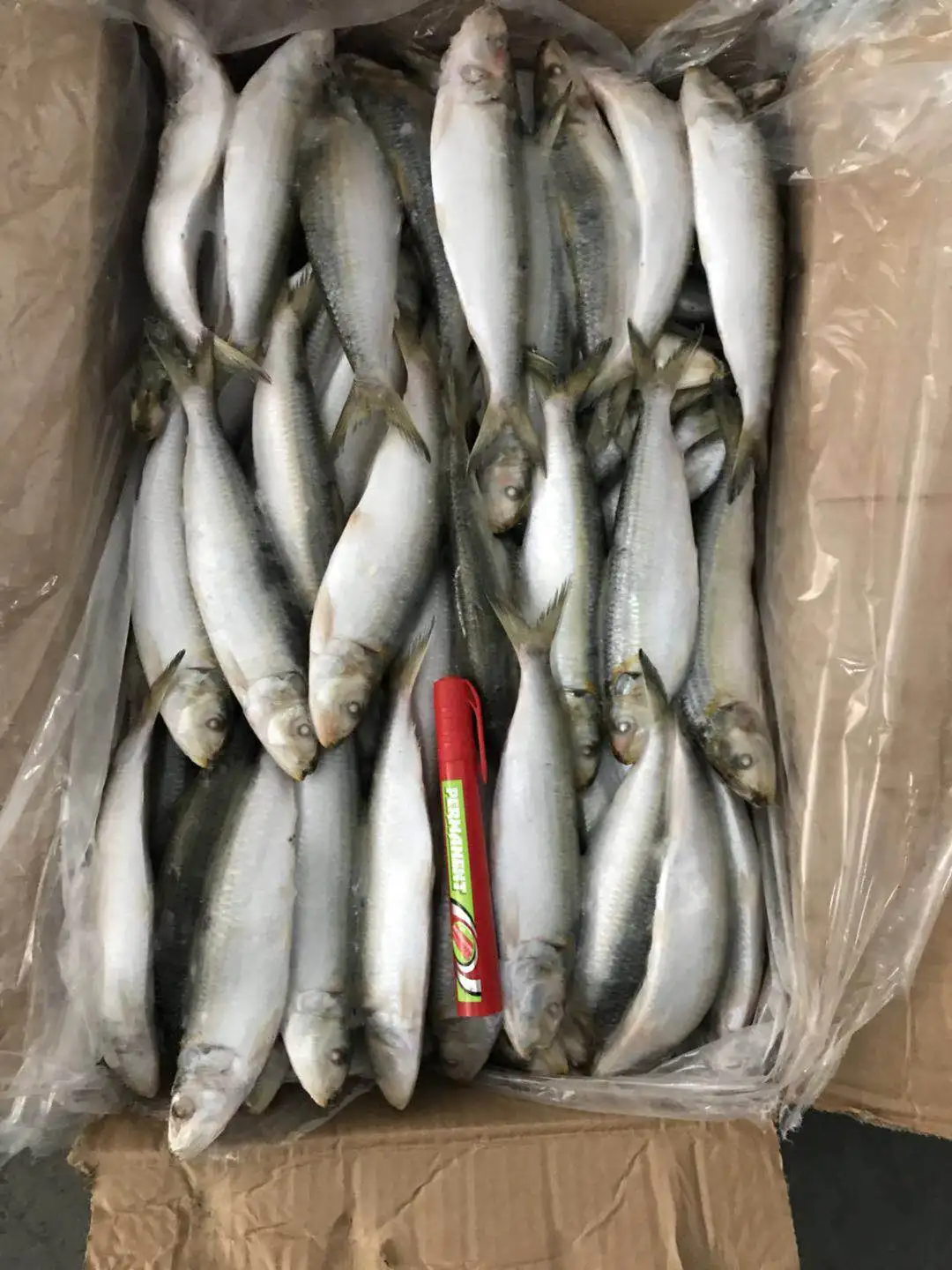 wholesale Sea Fish Fresh Frozen Sardine for bait