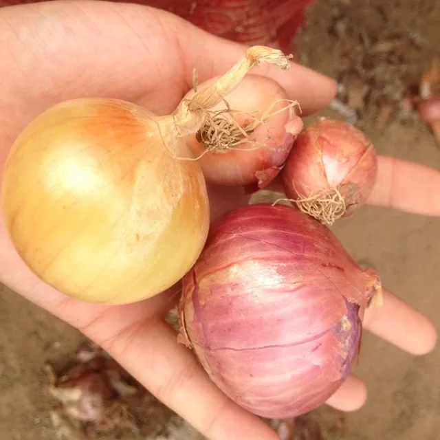 New crop of Fresh vegetables of big onion red and yellow onoins fresh best price per kg packing in onion bags