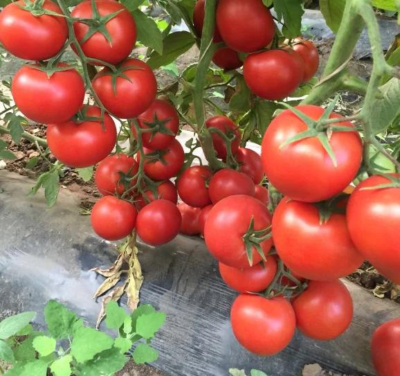 Гибридные семена томатов Семена овощей