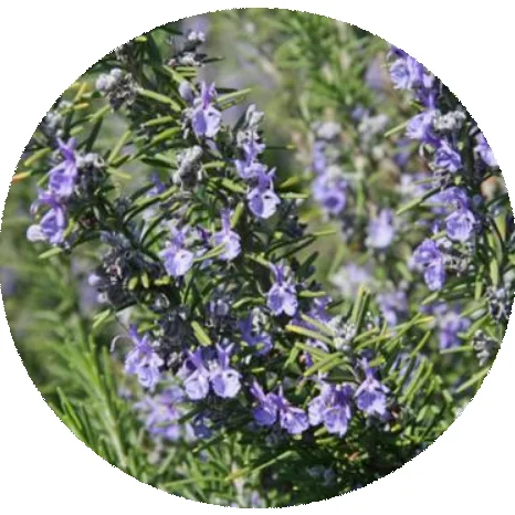 Bulk high value beautiful Rosemary/Rosmarinus officinalis seeds for ornamental flower garden planting seeds