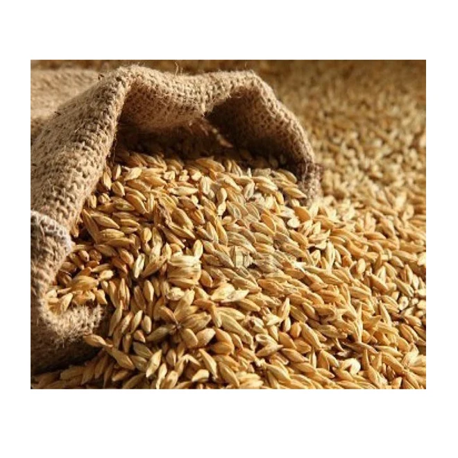 
Ukraine Fresh Style quality barley seed for animal feed hot saling 