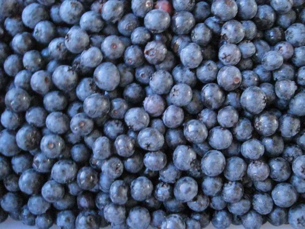 
Wild Culticated 100% Natural Organic Bulk IQF Frozen Blueberry 