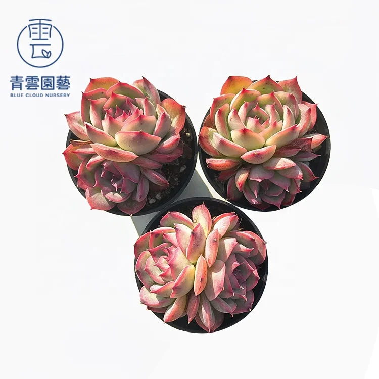 
wholesale korean succulents live plants set natural Pink Echeveria 