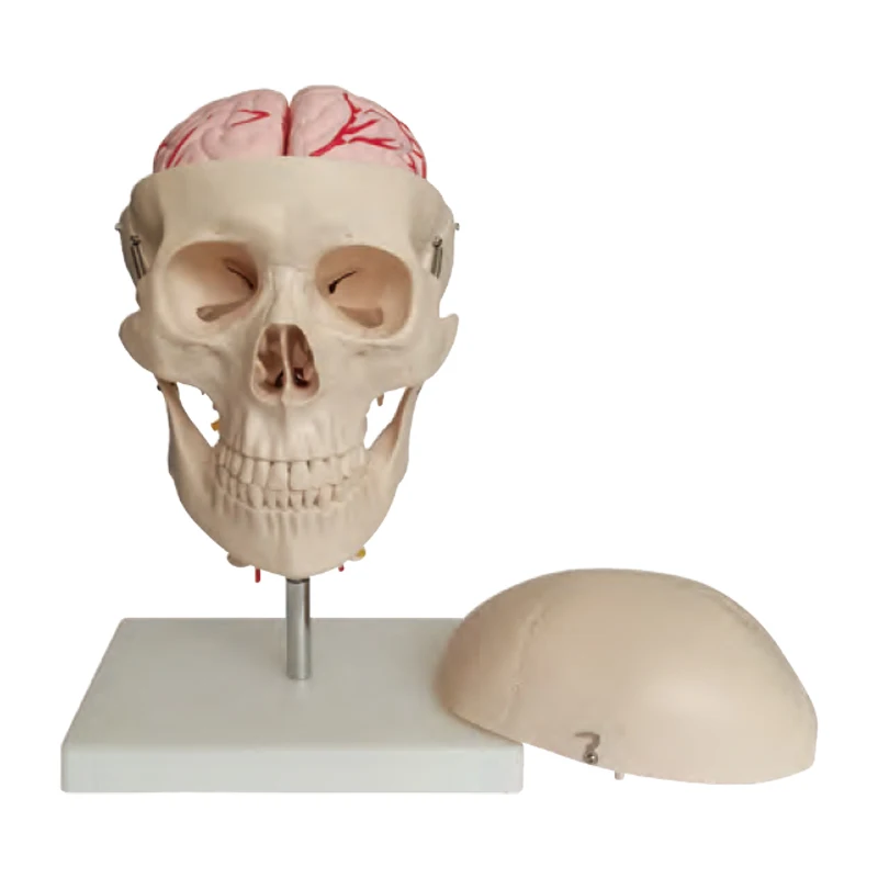 Natural Anatomical Skull Model Large PVC Medical Teaching Model for Medical School Training