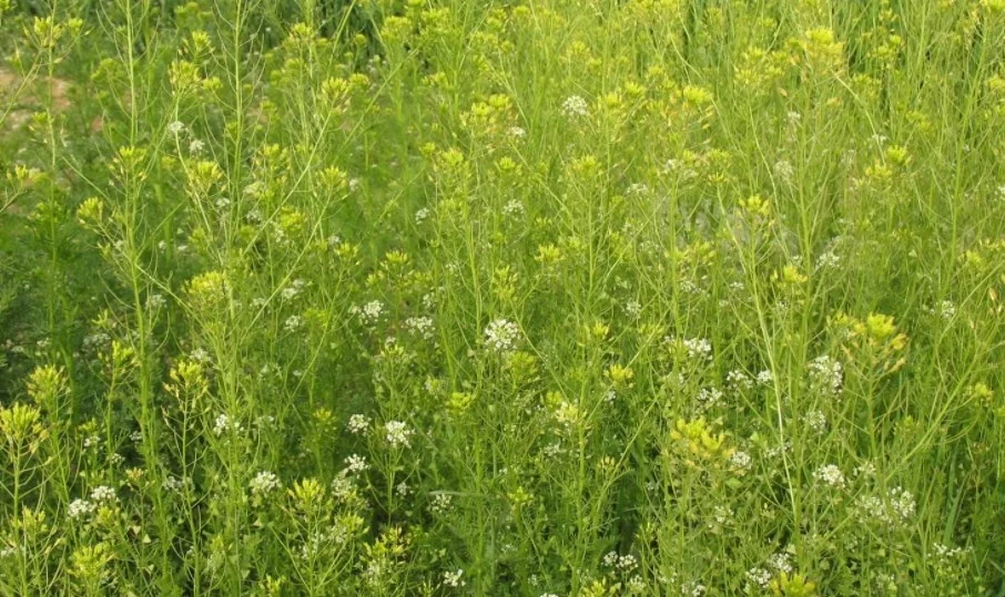 Ting Li Zi SEMEN LEPIDII/SEMEN DESCURAINIAE Dried Pepperweed Seed Tansymustard Seed extract raw material