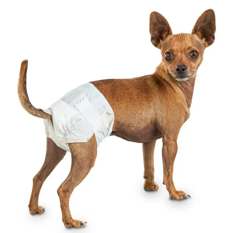 mascotas Disposable female pet diapers for dogs of acsesorios para