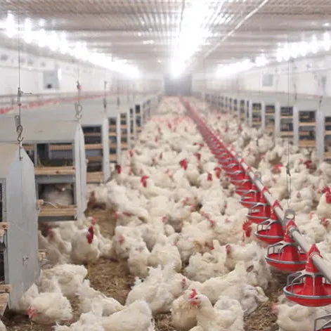 China factory price modern style steel frame structure poultry farm house design shed/chicken farm house building